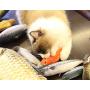 Plush Creative 3D Carp Fish Shape Cat Toy Gift Cute Simulation Fish Playing Toy for Pet Gifts Catnip Fish Stuffed Pillow Doll