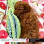 SPOT Ethical Pets Skinneeez Extreme Stuffingless Durable Squeaker Octopus Dog and Cat Toy, 16'', Assorted