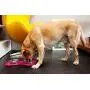 Iconic Pet Colour Splash Designer Bone Shape Fusion Pet Diner