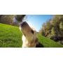 GoPro Fetch Dog Harness - Official GoPro Mount