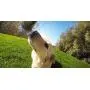 GoPro Fetch Dog Harness - Official GoPro Mount