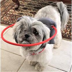 Muffin’s Halo Blind Dog Harness Guide Device – Help for Blind Dogs to Avoid Accidents & Build Confidence – Ideal Blind Dog Accessory to Navigate Surroundings. (M, Gray)