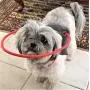 Muffin’s Halo Blind Dog Harness Guide Device – Help for Blind Dogs to Avoid Accidents & Build Confidence – Ideal Blind Dog Accessory to Navigate Surroundings. (M, Gray) Muffin’s Halo Blind Dog Harness Guide Device – Help for Blind Dogs to Avoid Accidents & Build Confidence – Ideal Blind Dog Accessory to Navigate Surroundings. (M, Gray)