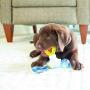 JW Puppy Connects Crinkle Ball Replacement