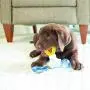 JW Puppy Connects Crinkle Ball Replacement JW Puppy Connects Crinkle Ball Replacement
