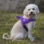 balbali Dog Harness Easy On and Off with 1 Clip for Walk with Dogs,Vest Harness with Padded Adjustable Neoprene for Pug Life balbali Dog Harness Easy On and Off with 1 Clip for Walk with Dogs,Vest Harness with Padded Adjustable Neoprene for Pug Life