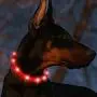 BSEEN Led Dog Collar USB Rechargeable Glowing Pet Safety Collars Water Resistant Light up Cut to resize to fit 11''-27'' for Small, Medium, Large Dogs BSEEN Led Dog Collar USB Rechargeable Glowing Pet Safety Collars Water Resistant Light up Cut to resize to fit 11''-27'' for Small, Medium, Large Dogs