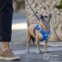 Curli Vest Harness Air-Mesh Dog Harness Pet Vest No-Pull Step-in Harness with Padded Vest Curli Vest Harness Air-Mesh Dog Harness Pet Vest No-Pull Step-in Harness with Padded Vest