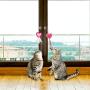 Vannon Cat Feather Toys Catnip Filled InteractiveTeaser Wand Cat Toy for Indoor Cats and Kitten