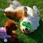 XLXX Dog Chew Toys Dog chew Toys for Aggressive chewers,Dog Toothbrush Chew Toys Dogs Toothbrush and Toothpaste Dog Teeth Cleaning Toy Dog Teeth Cleaning kit to Keep him Happy and Healthy XLXX Dog Chew Toys Dog chew Toys for Aggressive chewers,Dog Toothbrush Chew Toys Dogs Toothbrush and Toothpaste Dog Teeth Cleaning Toy Dog Teeth Cleaning kit to Keep him Happy and Healthy