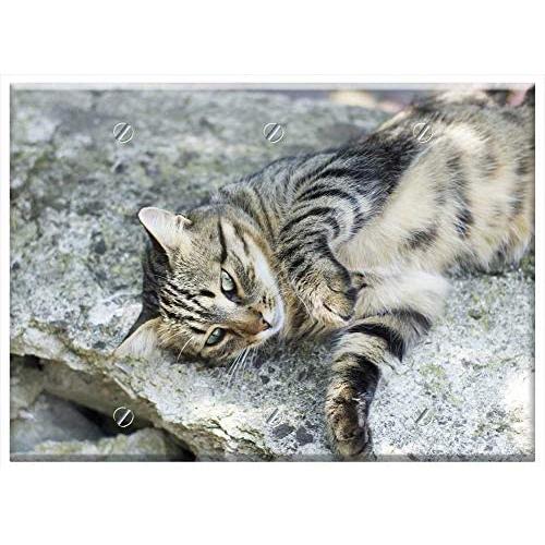 Triple Blank Wall Plate Cover - Cat Cats Animals Pet Cat Looking Fluffy Cat