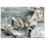 Triple Blank Wall Plate Cover - Cat Cats Animals Pet Cat Looking Fluffy Cat