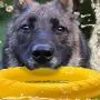 Kuntrona Durable Plastic Dog Toy Interactive for Large Dogs Molar Tooth Bite Resistant Foam Flying Ring Outdoor Rubber Discs Kuntrona Durable Plastic Dog Toy Interactive for Large Dogs Molar Tooth Bite Resistant Foam Flying Ring Outdoor Rubber Discs