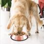 Stainless Steel Dog Bowl, Rose Gold pet Bowl, Non-Slip cat Food Dog Bowl 895ML, Suitable for All Types of Pets