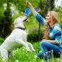 WLHOPE Dog Chew Toy Suction Cup Dog Toy, Rope with Resistance to Strong Bites Strong Training Effect for Small Medium Dogs (Blue Orange) WLHOPE Dog Chew Toy Suction Cup Dog Toy, Rope with Resistance to Strong Bites Strong Training Effect for Small Medium Dogs (Blue Orange)