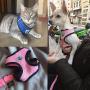 Artshu 1pcs Breathable Mesh Small Dog Pet Harness and Leash Set Puppy Cat Vest Harness Collar for Chihuahua Pug Bulldog Cat arnes perro