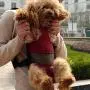 Alfie Pet - Jaden Pet Backpack or Front Carrier with Adjustable Strap Alfie Pet - Jaden Pet Backpack or Front Carrier with Adjustable Strap
