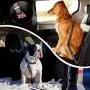 BalaBOPEN Dog Seat Belt, Retractable Dog Car Seatbelts Adjustable Heavy Duty & Elastic Reflective Vehicle Pet Car Seat Belts Dog Safety Harness(2 Packs) (L) BalaBOPEN Dog Seat Belt, Retractable Dog Car Seatbelts Adjustable Heavy Duty & Elastic Reflective Vehicle Pet Car Seat Belts Dog Safety Harness(2 Packs) (L)