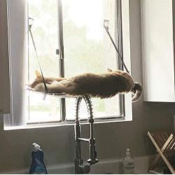 K&H PET PRODUCTS EZ Mount Window Kitty Sill