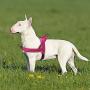 Didog Soft Flannel Padded Dog Vest Harness, Escape Proof/Quick Fit Reflective Dog Strap Harness,Easy for Walking Training
