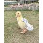 HEZHUO Duck Diapers, Chicken Diapers, Special Diapers for Poultry, Chicken, Duck and Goose Waterproof, Adjustable, Washable and Reusable Diapers，Poultry Supplies, Duck Supplies (S：100克-200克)