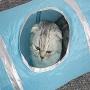 ShiLei Foldable pet Tunnel, cat Toy Tunnel, Steel Frame, 3 Openings, Light and Portable, Soft and Durable, Easy to Clean and Store
