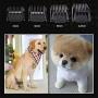 PBQWER Dog Grooming Kit Clippers, Low Noise Electric Quiet Rechargeable, Cordless Pet Hair Thick Coats Clippers Trimmers Set Titanium Ceramic Blade
