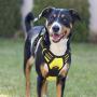 Vovodog Dog Harness No-Pull Pet Harness, Adjustable Outdoor Walking Pet Reflective Oxford Soft Vest with 2 Metal Rings and Handle Easy Control for Small Medium Large Dogs