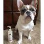 Warren London Hydrating Butter - Dog Leave in Conditioners & Balms for Skin, Coat, Nose, Paw - Made in USA