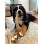 Perfect Pet Chews - Deer Antler Dog Chew (X-Large - Dog Weight 70-100 Lbs) and Large Elk Antler Burr Bundle