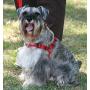 BeBopUSA Front Lead Dog Harness - Large - Blue
