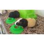 STAYbowl Tip-Proof Ergonomic Pet Bowl for Guinea Pig and Other Small Pets, 1/4-Cup Small Size, Spring Green