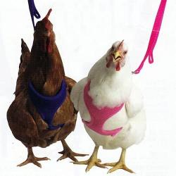 Valhoma Chicken Harness Hen Size - Plus 6 FT Matching Chicken Leash