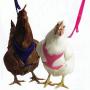 Valhoma Chicken Harness Hen Size - Plus 6 FT Matching Chicken Leash
