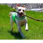 Dog Not Gone No Fly Zone Safety Vest for Dogs, Medium, Green