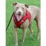 The Worthy Dog Step-in Sidekick Harness with Padded Mesh Velcro Adjustable, Outdoor, Easy Walk Vest Fits Small, Medium and Large Dogs-Red Color The Worthy Dog Step-in Sidekick Harness with Padded Mesh Velcro Adjustable, Outdoor, Easy Walk Vest Fits Small, Medium and Large Dogs-Red Color