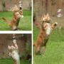 TeenTop Kittens Pet Cat Natural Catnip Bubbles Toys Interactive Toys Bouncy Bubbles 17.7ml Catnip Bubbles Toys 1PC