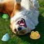 Squeaky Dog Toys, 6 Pack Soft Rubber Puppy Teeth Toys Funny Animal Sets Pet Interactive Fetch Play for Small Dogs Best Gifts