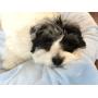 Higher Comfort Super Soft Premium Pet Blankets for Small Dogs, Puppies, Cats & Kittens - 30'' x 40'' - Great for Pet Beds and Carriers