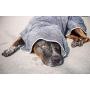 Wooflinen Microfiber Pet Bath Towel, 2-Pack, Ultra-Absorbent, Double Density, Machine Washable for Dogs and Cats