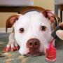 lesotc Dog Nail Polish Set, 6 Color Set (Pink, Purple, Red, Gold, Blue, Silver), Non-Toxic Water-Based Pet Nail Polish, Natural and Safe, Suitable for All Pet (Birds, Mice, Pigs and Rabbit)