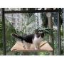Cat Window Perch, Cat Window Seat Bed Hammock Space Saving Design 360° Sunbath Holds Up to 50lbs for Any Cat Size