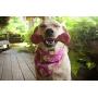 Pet Qwerks Flavorit Flavor Infused Nylon Chew Toy - Fillable Cells for Spreads, Durable Tough Toys for Aggressive Chewers | Made in USA with FDA Compliant Nylon