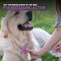 Poodle Pet Dog Grooming Rake| Dematting Tool with Stainless Steel Shedding Comb for Pets | 2 Rows of Pins Gently Remove Loose or Tangled Hair from Undercoat | Purple Handle