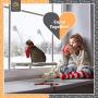 Cat Window Perch - Free Fleece Blanket and Toy – Extra Large and Sturdy – Holds Two Large Cats – Easy to Assemble!