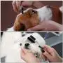 Aodaer 12 Pieces Dog Tear Stain Remover Comb Double-Sided Dog Eye Comb Brush with a Storage Bag Pet Grooming Comb Multipurpose Tool for Pet Cat Dogs Removing Crust and Mucus Aodaer 12 Pieces Dog Tear Stain Remover Comb Double-Sided Dog Eye Comb Brush with a Storage Bag Pet Grooming Comb Multipurpose Tool for Pet Cat Dogs Removing Crust and Mucus