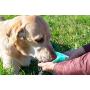 Dog Water Bottle - 4 in 1 Leak Proof Dog Dispenser with Drinking or Food Bowl, ABS Food Grade Material, Upgraded Dog Waste Bags and Litter Scoop, Portable Dog Cat Water Bottle for Hiking, Travel