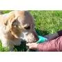 Dog Water Bottle - 4 in 1 Leak Proof Dog Dispenser with Drinking or Food Bowl, ABS Food Grade Material, Upgraded Dog Waste Bags and Litter Scoop, Portable Dog Cat Water Bottle for Hiking, Travel Dog Water Bottle - 4 in 1 Leak Proof Dog Dispenser with Drinking or Food Bowl, ABS Food Grade Material, Upgraded Dog Waste Bags and Litter Scoop, Portable Dog Cat Water Bottle for Hiking, Travel