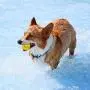 EXPAWLORER 12 Pack Floatable Dog Rubber Bouncy Balls Floating Fetch Toy Puppy Chew Toys Elastic Tennis Balls Durable Racquet Ball Toys for Puppy Small Dogs