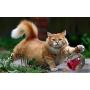 Kruuse Catrine Catmosphere Treat Ball